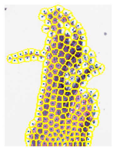 ../_images/_notebooks_01-wsi-reading_28_0.png