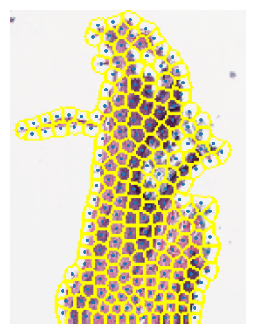../_images/_notebooks_01-wsi-reading_28_0.png